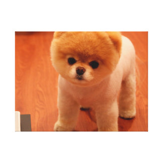 324x324 Pomeranian Art, Posters Amp Framed Artwork