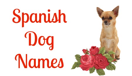 450x260 Spanish Dog Names