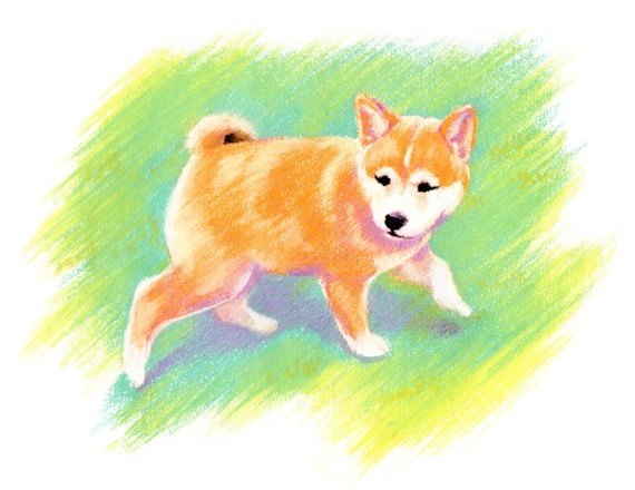 570x440 86 Best Shiba Images Dogs, Cute Puppies And Folk