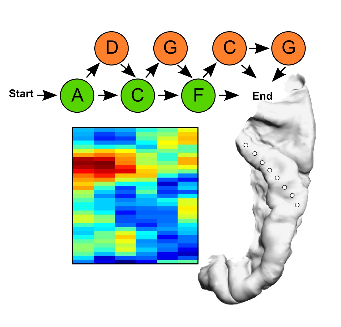 1114x1068 Coming Next Scientists Identify How The Brain Predicts Speech