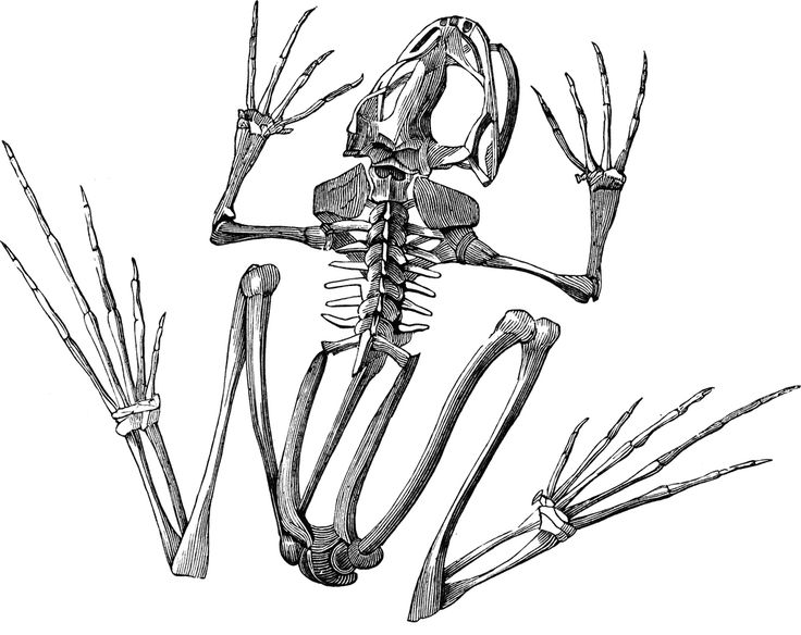 Pictures Of Skeletons For Kids
