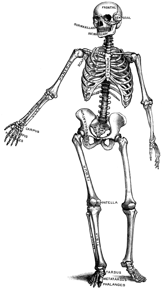 581x1024 Halloween Clipart Skeleton