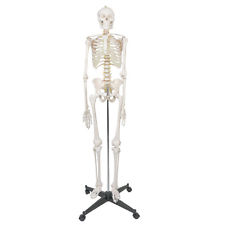 225x225 Human Skeleton Ebay
