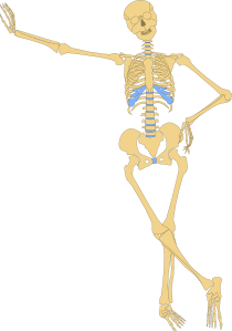 210x299 Human Skeleton Outline Clip Art