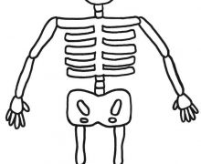 220x180 Skeleton Color Page