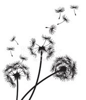 171x199 Dandelions Blowing In The Wind Stock Vectors