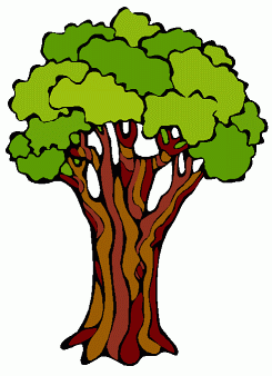 245x338 Rainforest Trees Clipart
