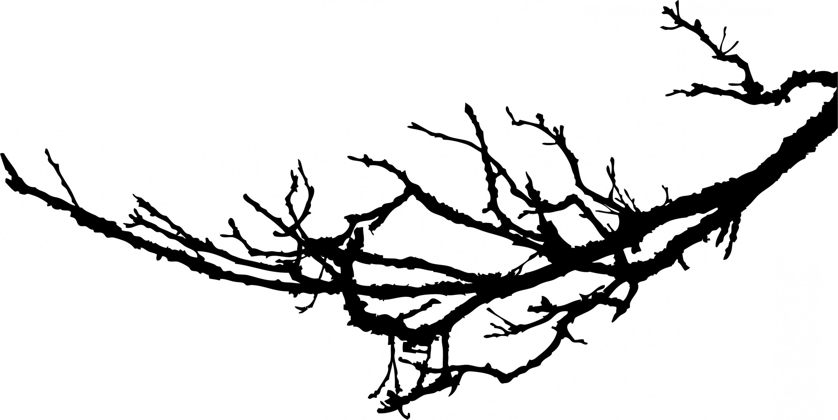 2850x1429 Top Gnarly Trees Clipart Photos