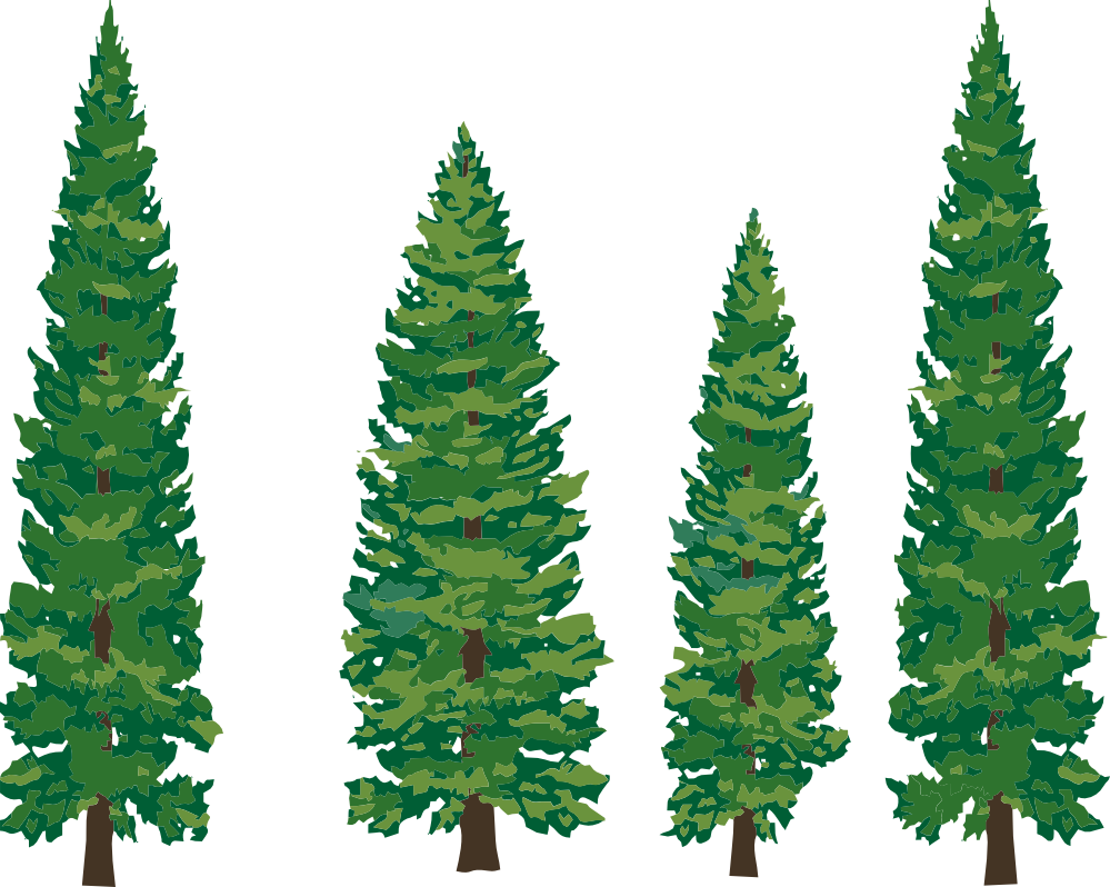 999x798 Pine Tree Clipart Coniferous Tree