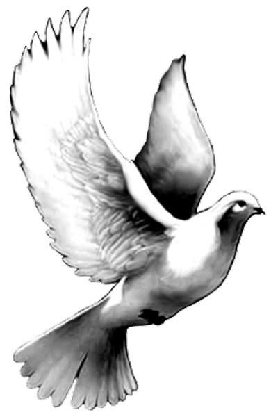 390x600 Best Dove Drawing Ideas White Dove Tattoos