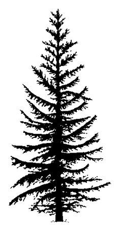 236x464 Pine Tree Silhouette Clip Art