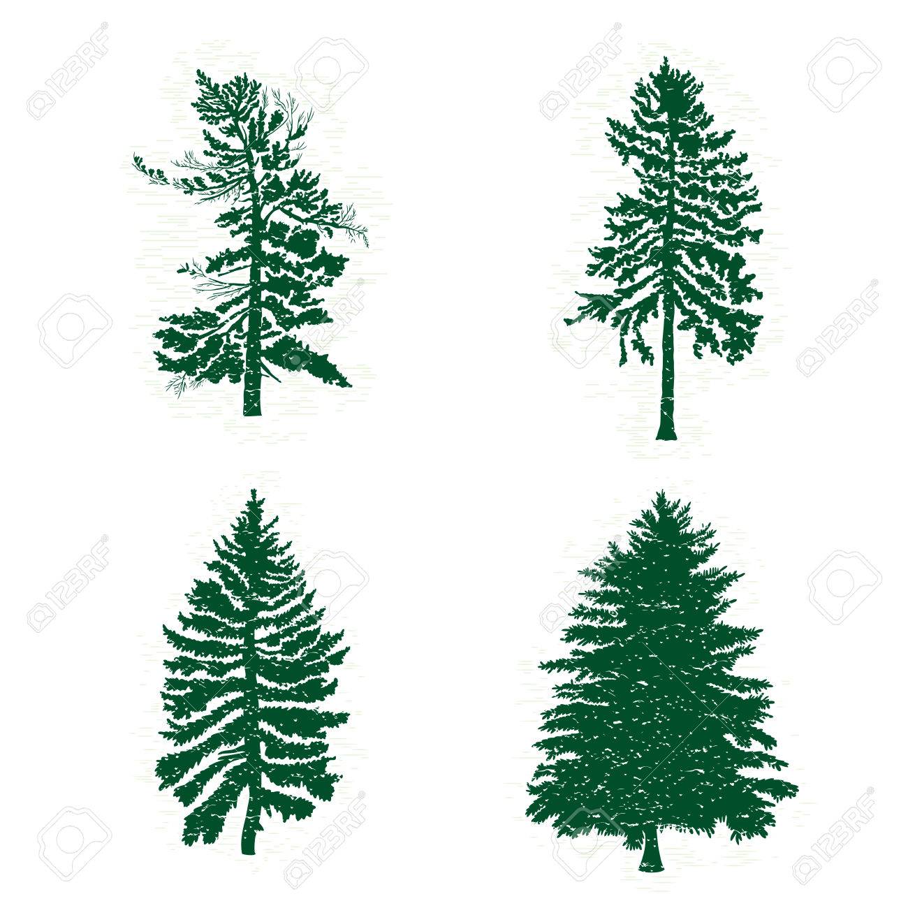 1300x1300 Set Of Different Silhouettes Of Green Pine Trees, Vector
