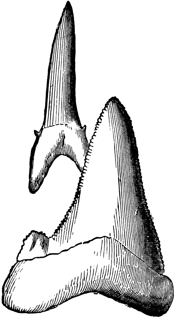 566x1024 Shark Teeth Clipart Etc