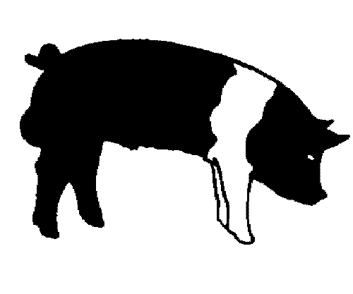 500x417 Graphics For Show Pig Graphics