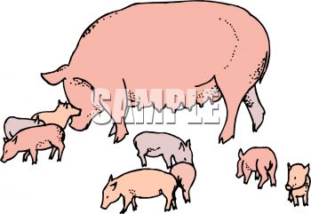 350x241 Royalty Free Clip Art Image Mother Pig With Her Babies
