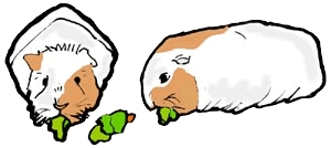 300x134 Free Guinea Pig Clipart