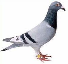230x218 Pigeon Clip Art Many Interesting Cliparts