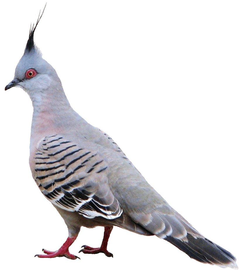 828x921 Pigeon Clip Art