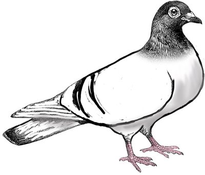 400x341 Pigeon Clip Art 5 400x341 Clipart Panda