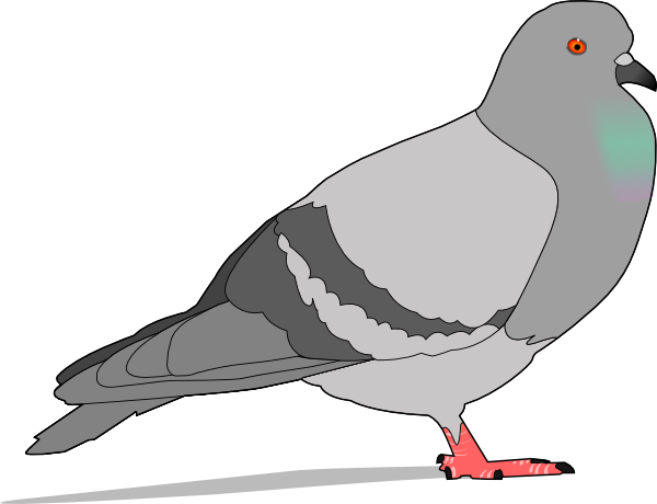600x460 Pigeon Clip Art