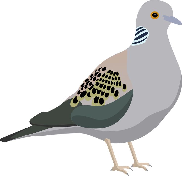 736x715 Pigeon Clipart Turtle Dove
