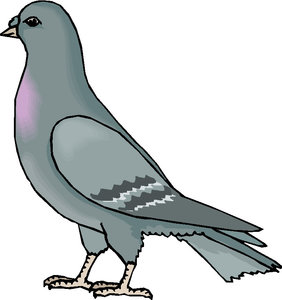282x300 Pigeons Clip Art