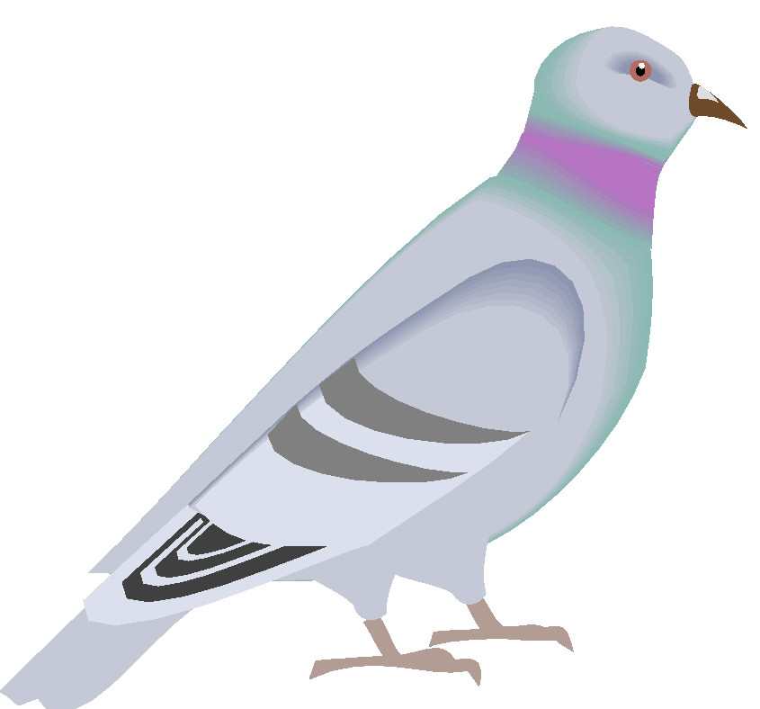 845x788 Pigeons Clip Art