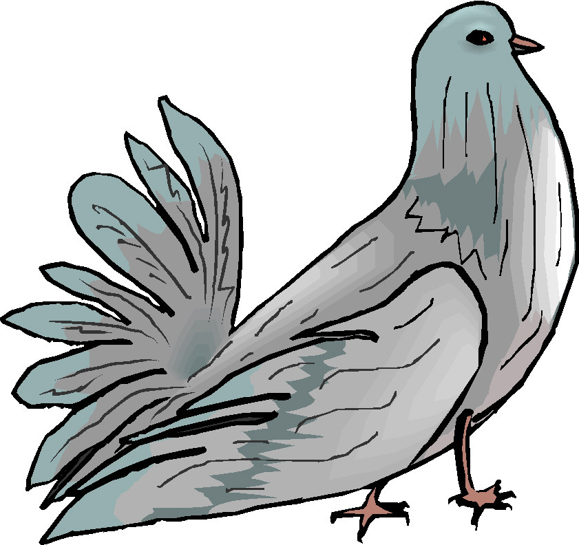 841x792 Pigeons Clip Art 3