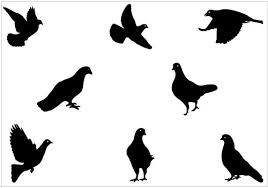 268x188 Pigeon Silhouette