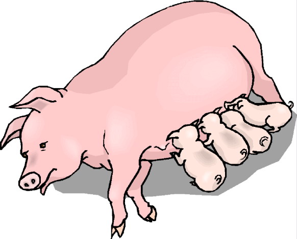 582x469 Pigs Clip Art Clipart Panda