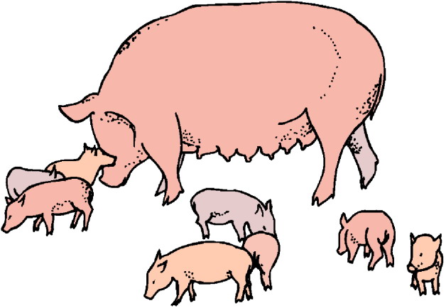 628x434 Top 92 Pig Clip Art