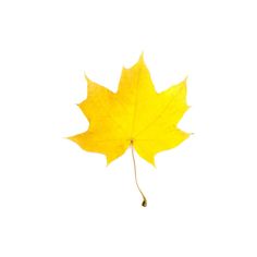 236x236 Autumn Leaves Clip Art Banners Fall Leaves Templates In Orange