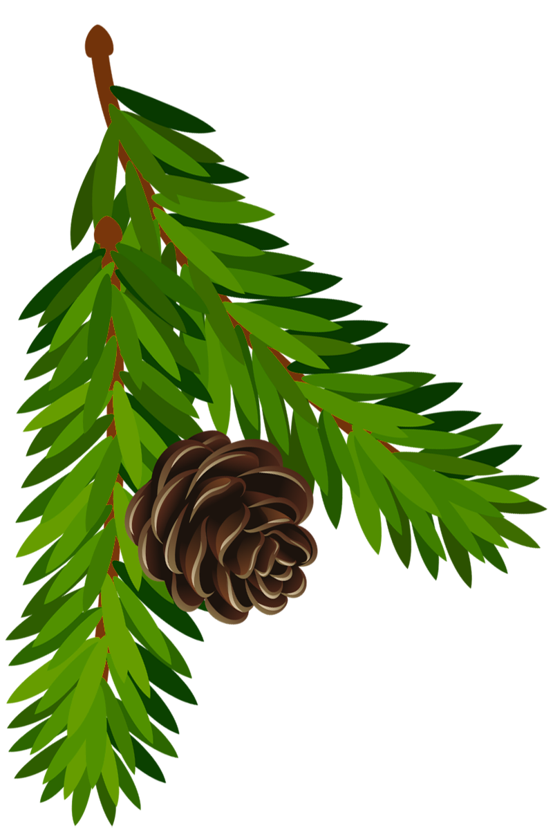 800x1197 Pine Cone Branch Clip Art