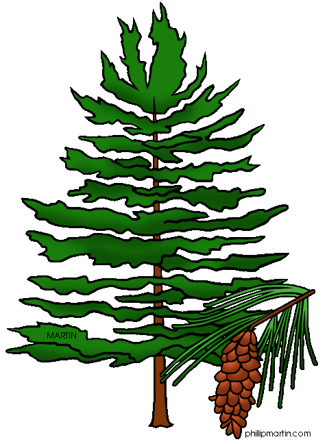 477x648 Clip Art Pine Tree Clipart Panda