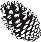 165x170 Pine Cone Clip Art