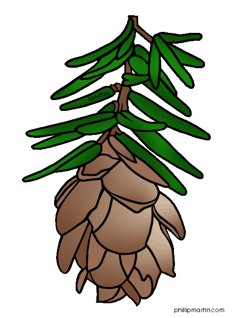 472x648 Pine Cone Clipart Western Larch