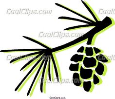 236x203 Pine Cone Of Limber Pine Clipart Etc Doodle Artzentangle