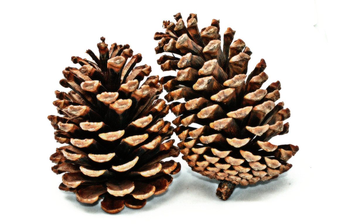 Pine Cone Clipart | Free download on ClipArtMag