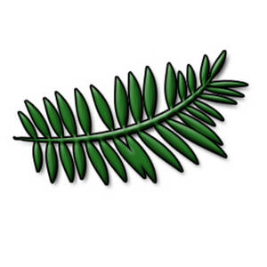 300x300 Pine Leaves Clipart, Explore Pictures