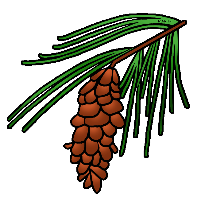 642x648 Pine Tree Clipart North Carolina