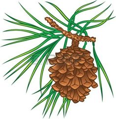 236x241 Christmas Ltbgtpineltgt Cone Clipart Pinecone Christmas Ltbgttreeslt