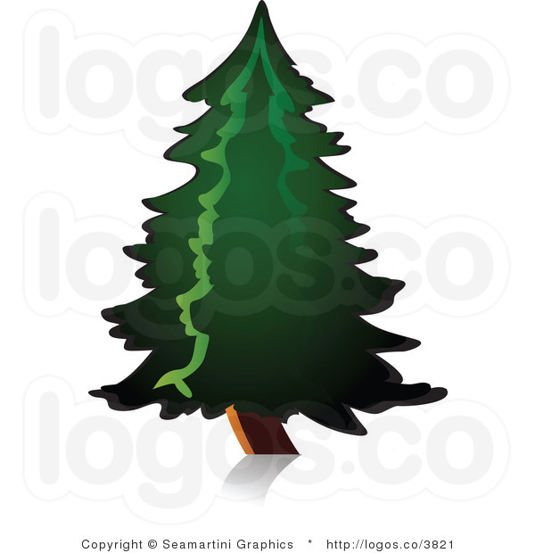 600x620 Pine Tree Clipart Royalty Free