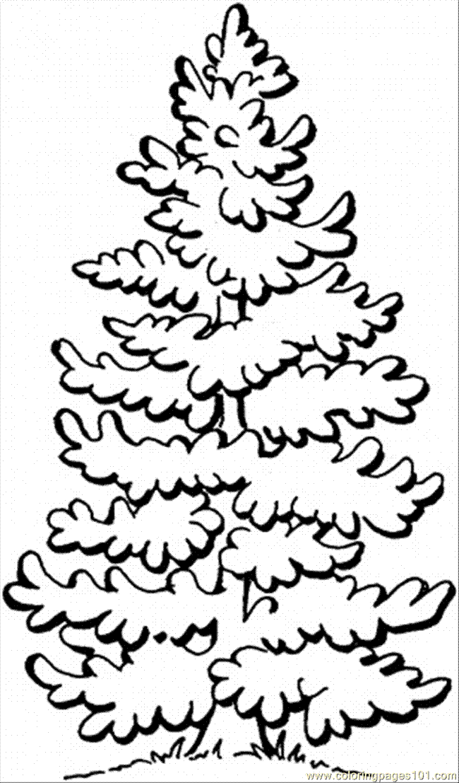 650x1107 Pine Tree Coloring Pages Many Interesting Cliparts