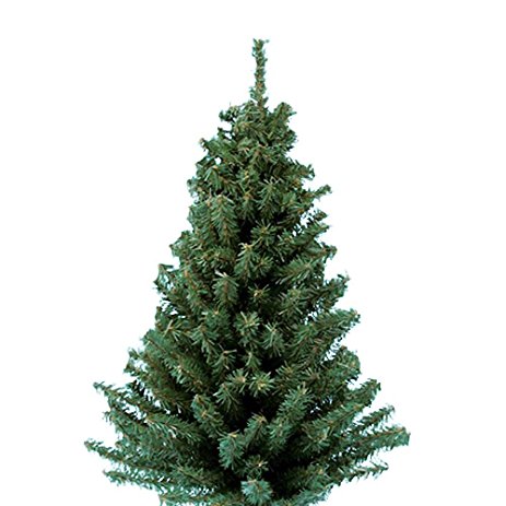 463x463 Kurt Adler Tr2044 18 Mini Pine Tree Home Amp Kitchen