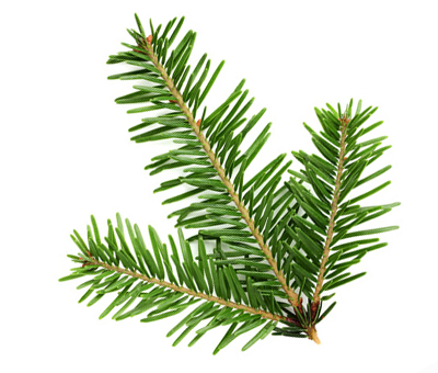 Pine Tree Images | Free download on ClipArtMag