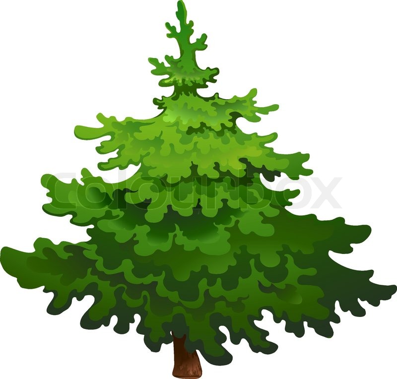 800x764 Pine Tree Stock Vector Colourbox