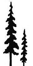 107x212 The Best Pine Tree Silhouette Ideas Forest