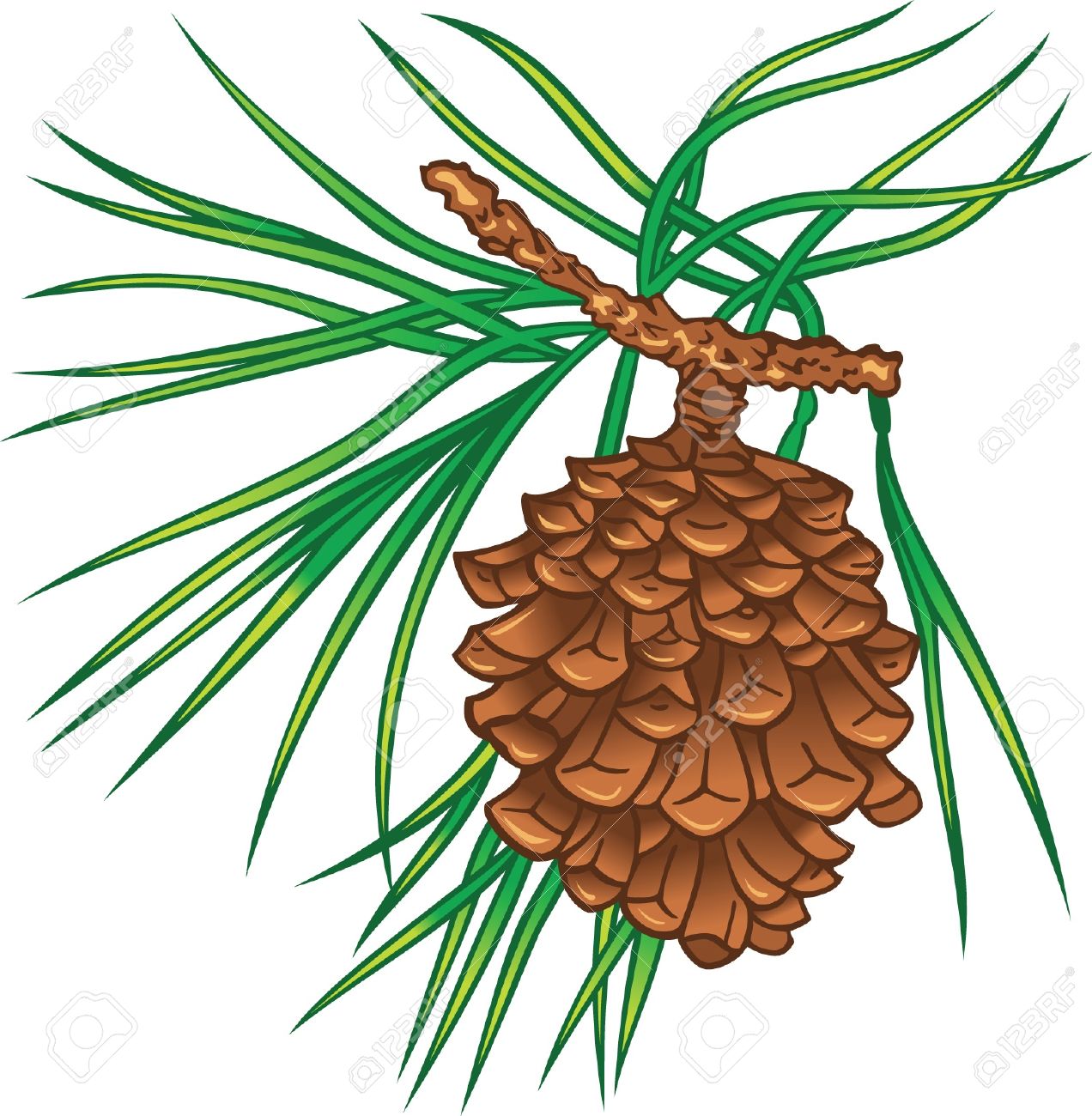 1272x1300 Green Branch Of Pine Tree With Cone Royalty Free Cliparts, Vectors