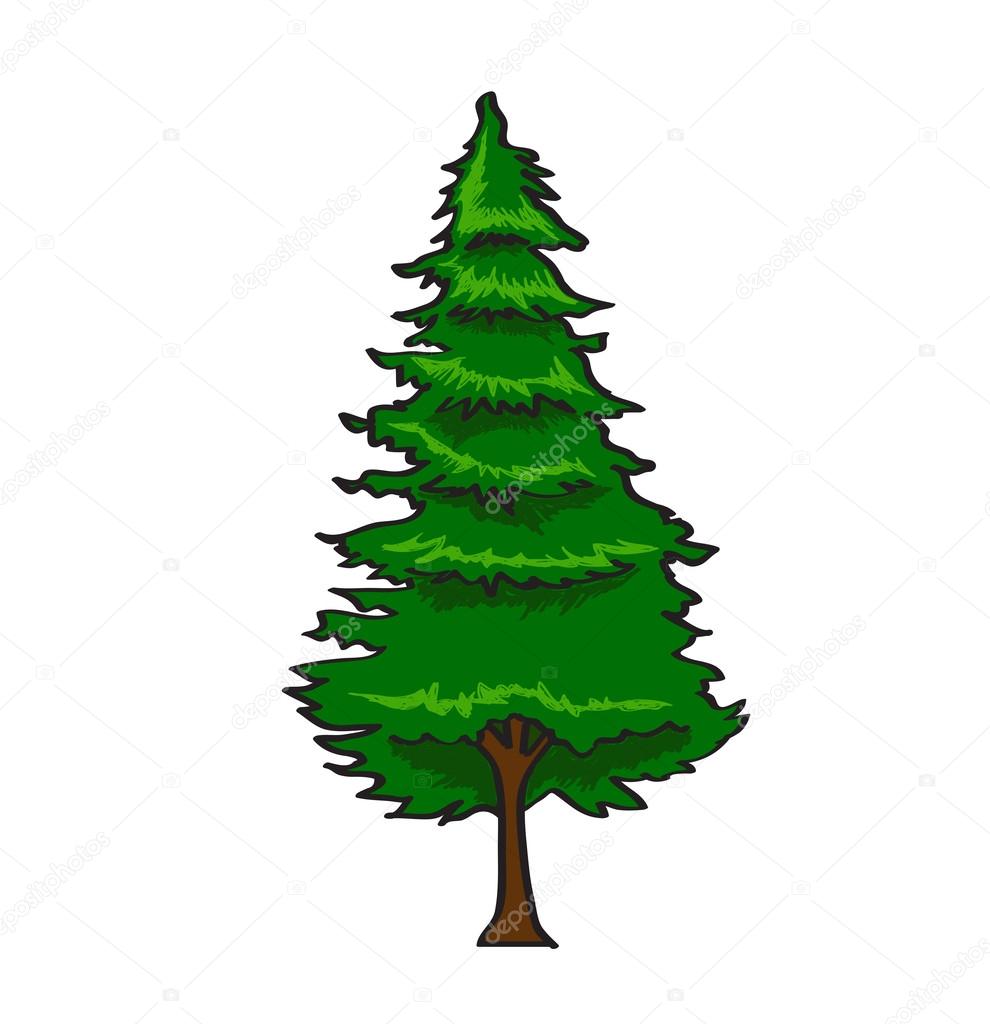 990x1024 Pine Tree In Cartoon Style Isolated On White Background Stock