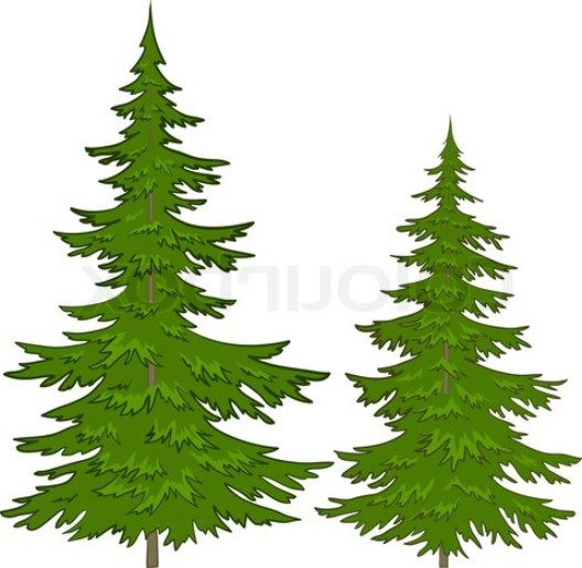 528x515 White Pine Tree Vector Pictures Reference